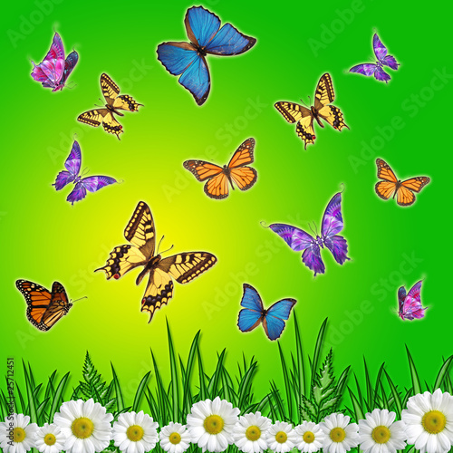 Foto-Plissee - Butterflies background, wallpaper, pattern with grass and daisy (von o_april)