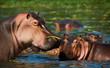 Hippopotamus in a bog.