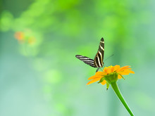 A Zebra Longwing Butterfly Perched On A Brilliant Orange Flower