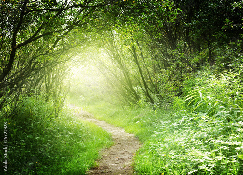 Nowoczesny obraz na płótnie way in deep forest