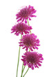 purple flowers against white background
