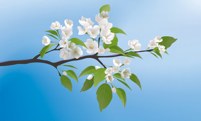 flowering branch of apple on a blue background