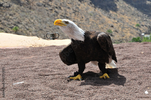Obraz na płótnie canvas dwuczęściowy "dyptyk" Weißkopfseeadler (haliaeetus leucocephalus)