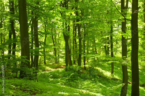 Foto-Lamellenvorhang - Grüner Sommerwald (von Inga Nielsen)