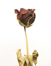 Beautiful Dried Red Rose Over White Background