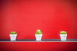 Drei kleine Pflanzen vor roter Wand