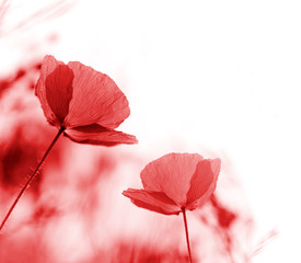 Sticker - Red poppies