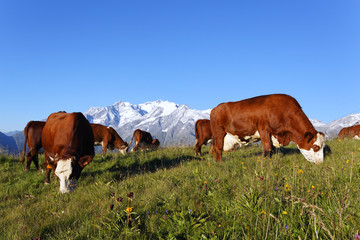 Wall Mural - laitière de montagne