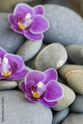 Naklejka samoprzylepna Orchidee