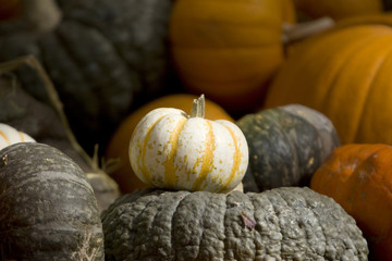 pumpkin patch