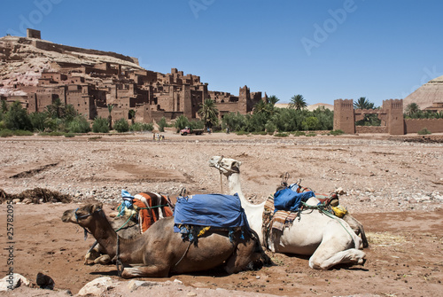 Obraz na płótnie canvas czteroczęściowy "tetraptyk" Wielbłądy w ait-ben-haddou kasbah (maroko)