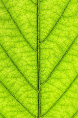 Canvas Print - Green leaf texture