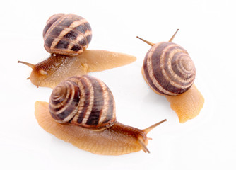 Wall Mural - Three snails isolated on white