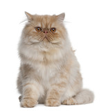 Fototapeta Zwierzęta - Persian Cat, 1 year old, sitting in front of white background
