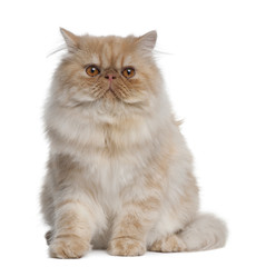 Wall Mural - Persian Cat, 1 year old, sitting in front of white background