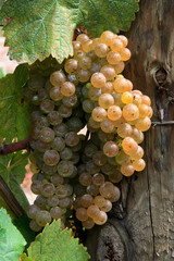 Wall Mural - Wine Grape.