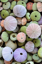 Collection Of Colorful Sea Urchin Shells