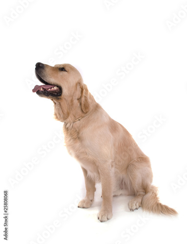 Chien Golden Retriever Mâle Isolé Sur Fond Blanc Buy This
