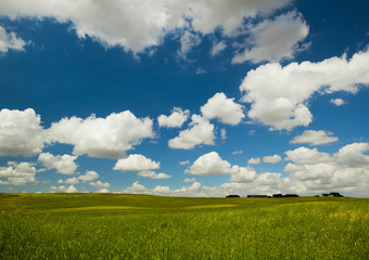 Wall Mural - Green meadow