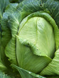homegrown organic sugarloaf cabbage fresh vegetable