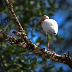 American White Ibis.