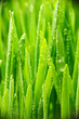 canvas print picture Water drops on grass