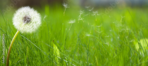 Obraz w ramie Beautiful white dandelion on a lawn