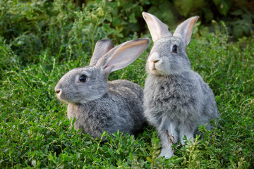 Wall Mural - Couple of rabbits