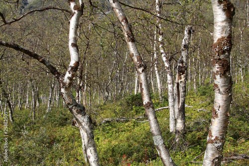 Board z aluminiowym obramowaniem Birkenwald w Lappland
