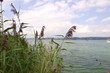 Wollmatinger Ried - Bodensee