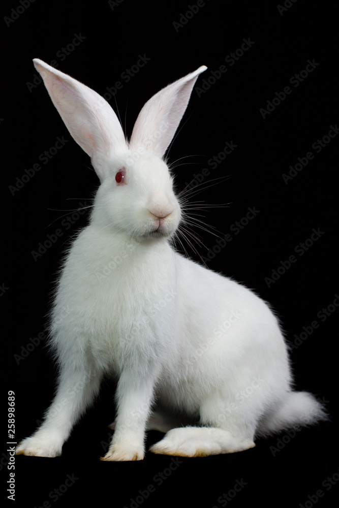 White rabbit Stock Photo | Adobe Stock