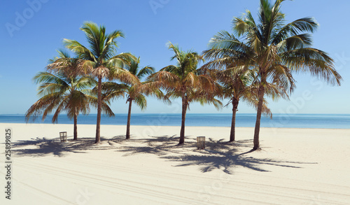 Plakat na papierze fotorealistycznym Palmy w Crandon Park Beach Miami