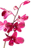 Fototapeta Storczyk - orchidée sur fond blanc