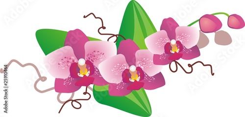 Naklejka dekoracyjna Orchid falenopsis