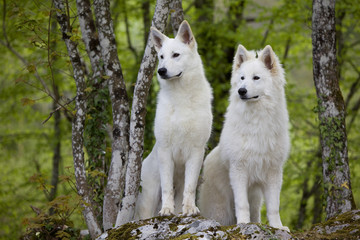  couple de bergers blancs suisse dans la forêt