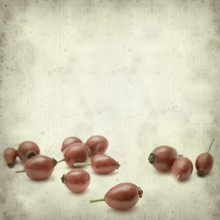 Textured Old Paper Background With  Autumnal Ripe Red Rosehip Fr