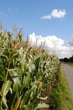 Fototapeta Niebo - Corn field