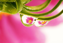 Macro Of Rain Drops With Pink Flowers Mirroring Inside It