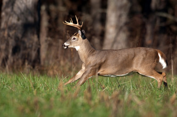 Poster - Whitetail deer buck running through meadow