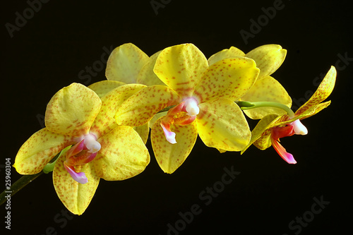 Board z aluminiowym obramowaniem Orchidea