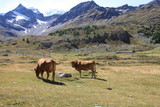 Fototapeta Konie - Kühe vor Alpenpanorama - Cows in the alps