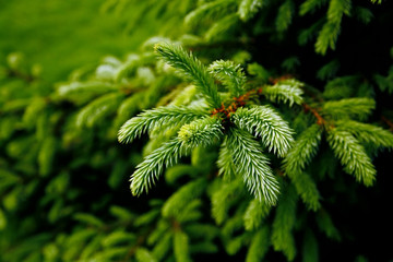 green prickly branches of a fur-tree or pine