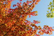 canvas print picture - Herbstfarben