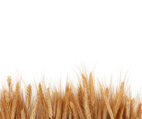 Wheat Stalks Boarder