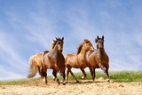 Fototapeta Konie - horses run