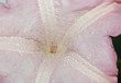 canvas print picture - Pink exotic flower in dew drops