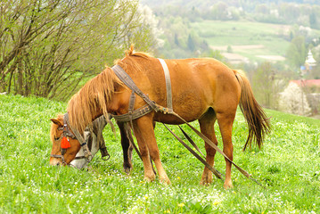 Two horses are grazing