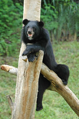Wall Mural - asiatic black bear