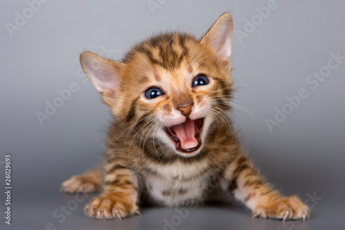 Obraz w ramie Bengal kitten on grey background