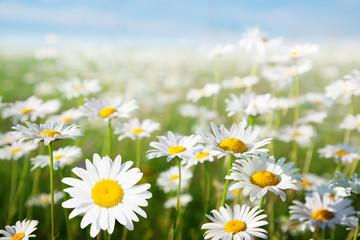 Wall Mural - field of daisy flowers